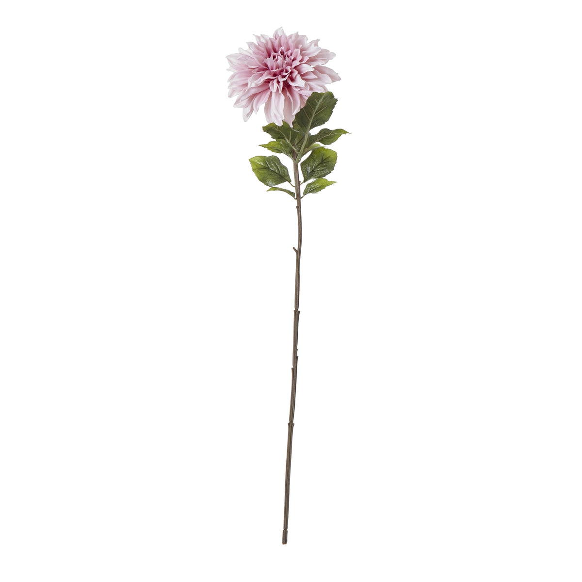 The Natural Garden Collection Pink Dahlia image 3