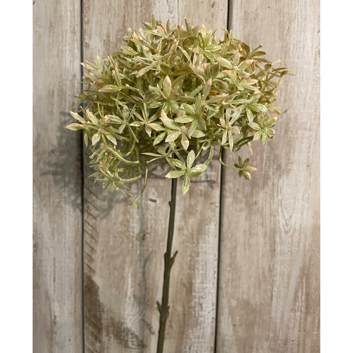 Green And Beige Allium image 1