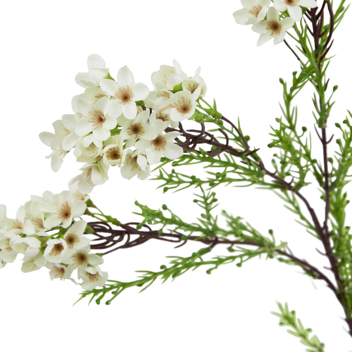 The Natural Garden Collection White Waxflower image 2