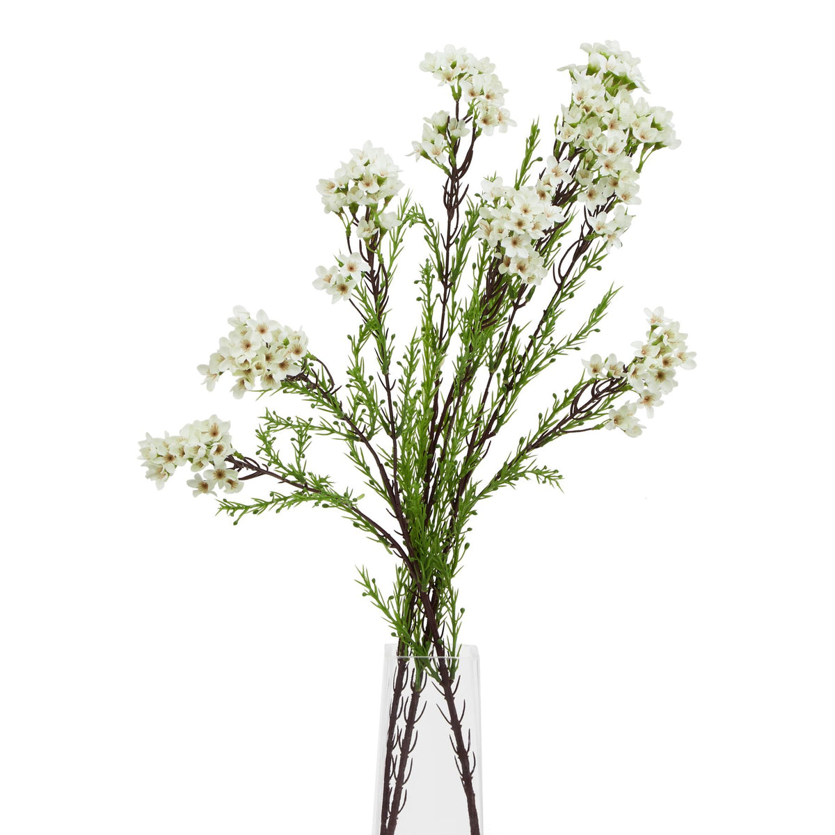 The Natural Garden Collection White Waxflower image 3