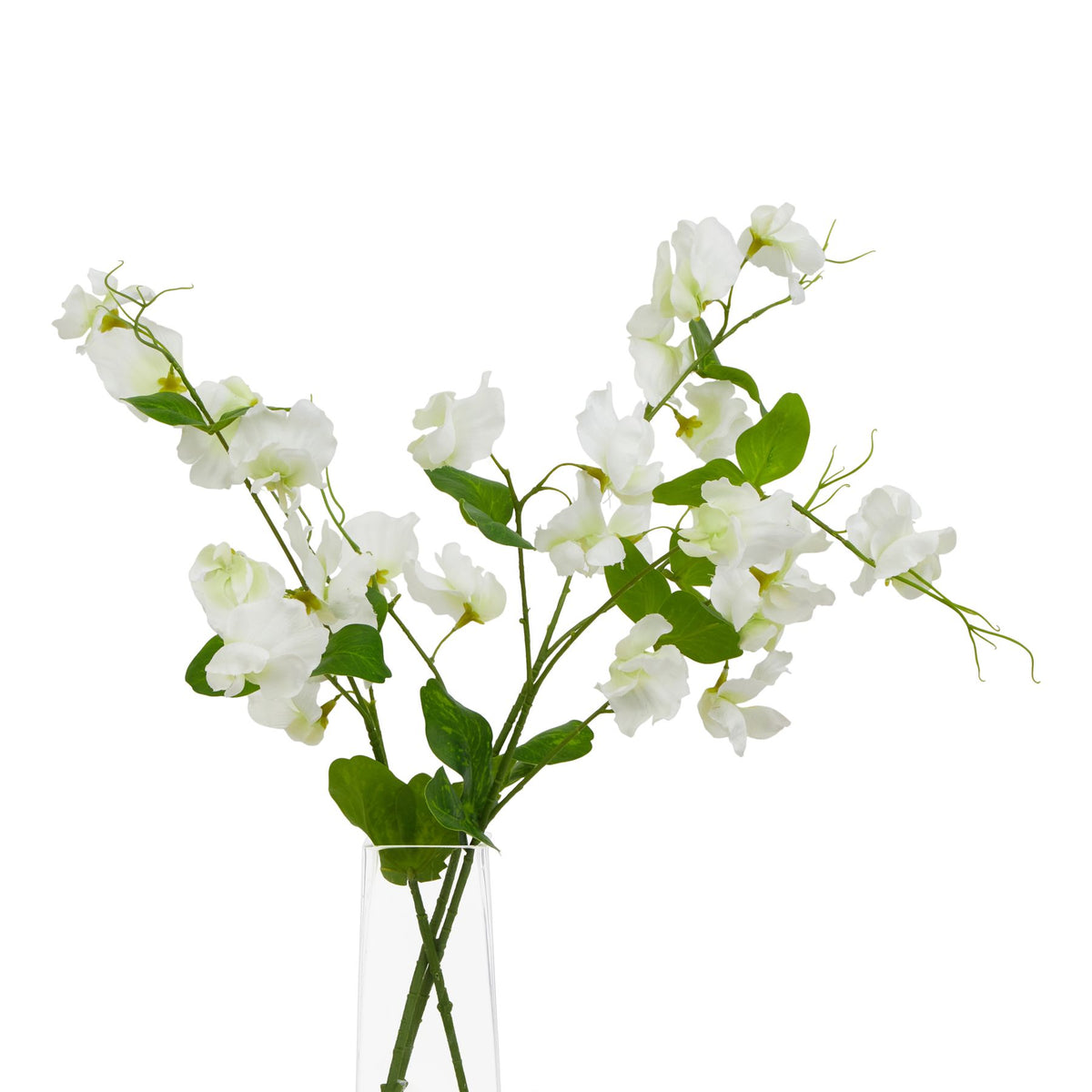 The Natural Garden Collection White Sweetpea Stem image 3