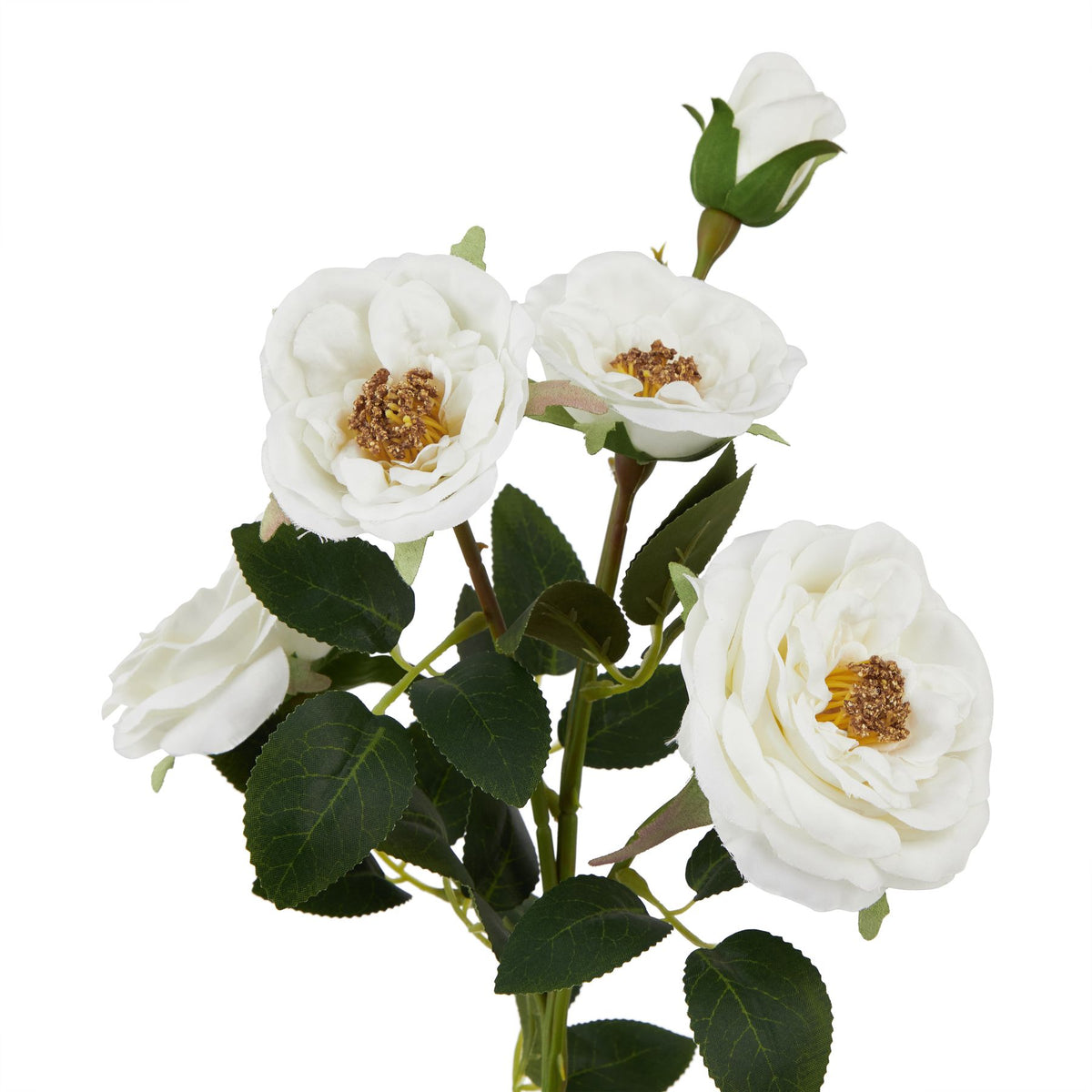 The Natural Garden Collection White Hedge Rose Stem image 2