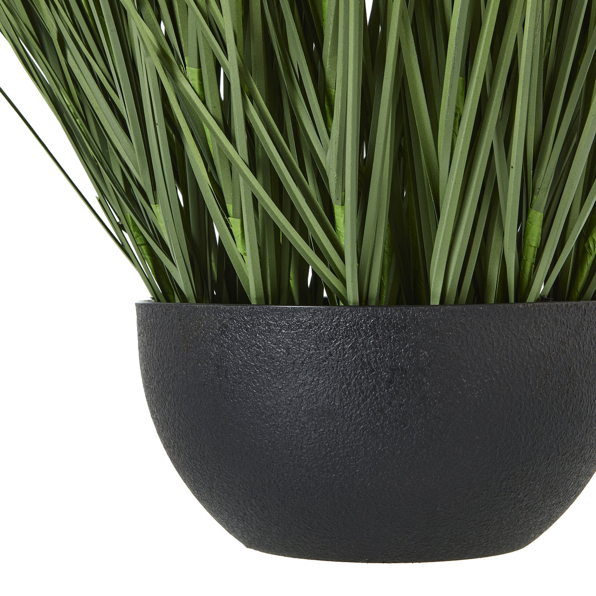 Large Onion Grass Plant In Pot image 3