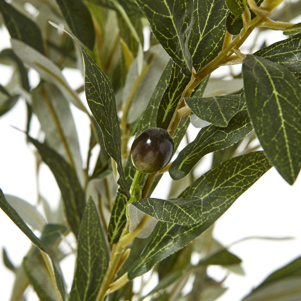 Apulia Olive Tree In White Pot 210Cm image 2