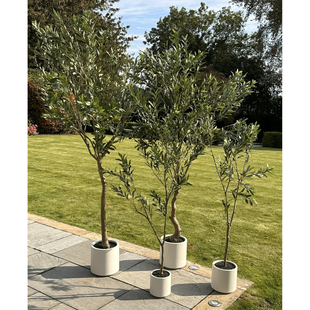 Apulia Olive Tree In White Pot 210Cm image 5