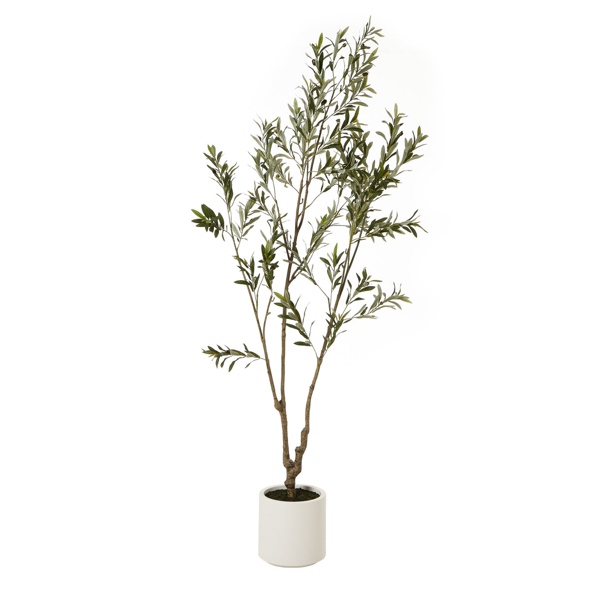 Apulia Olive Tree In White Pot 210Cm image 1