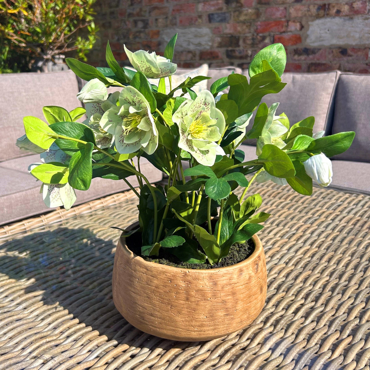 Green Hellebore Plant In Taupe Pot image 2