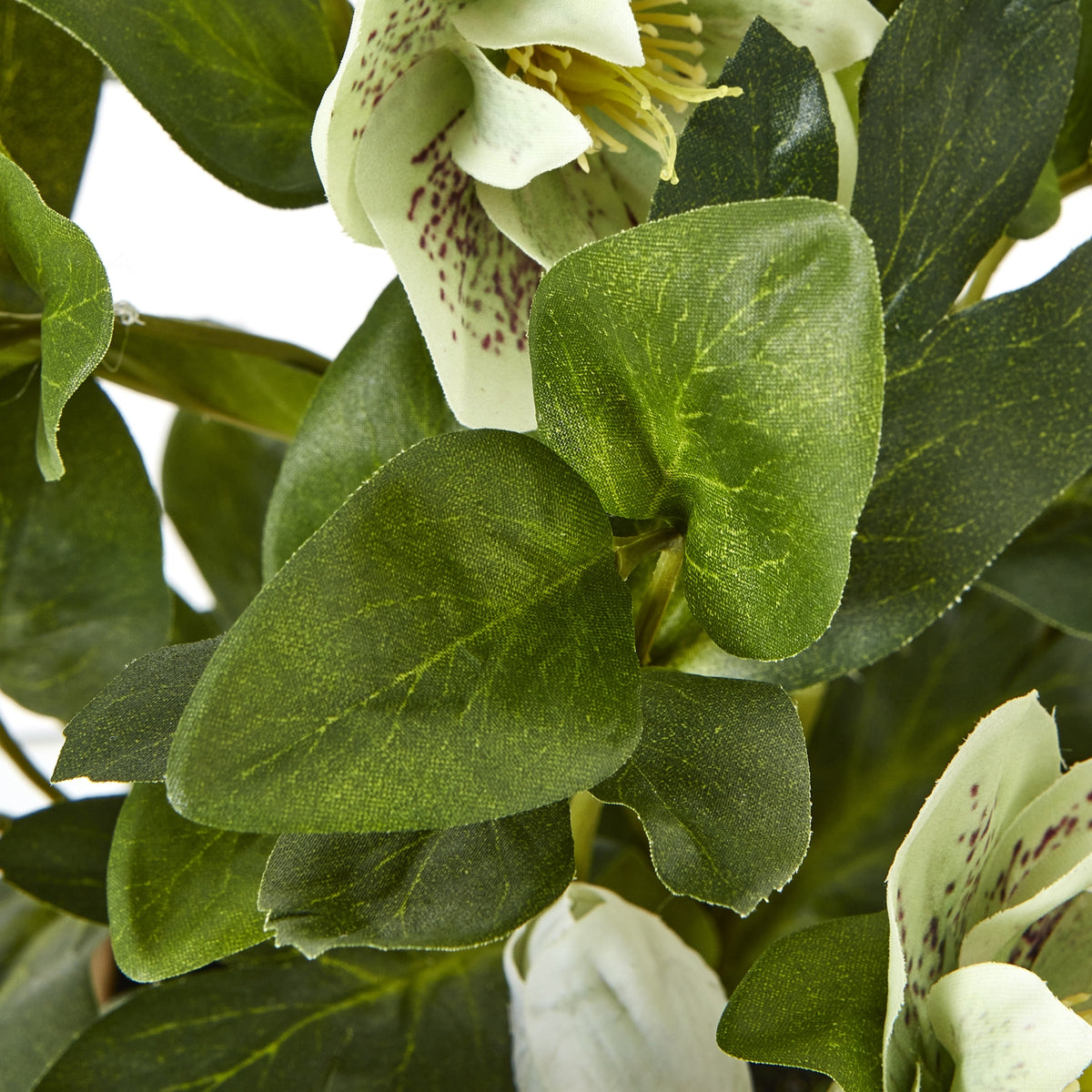 Green Hellebore Plant In Taupe Pot image 3