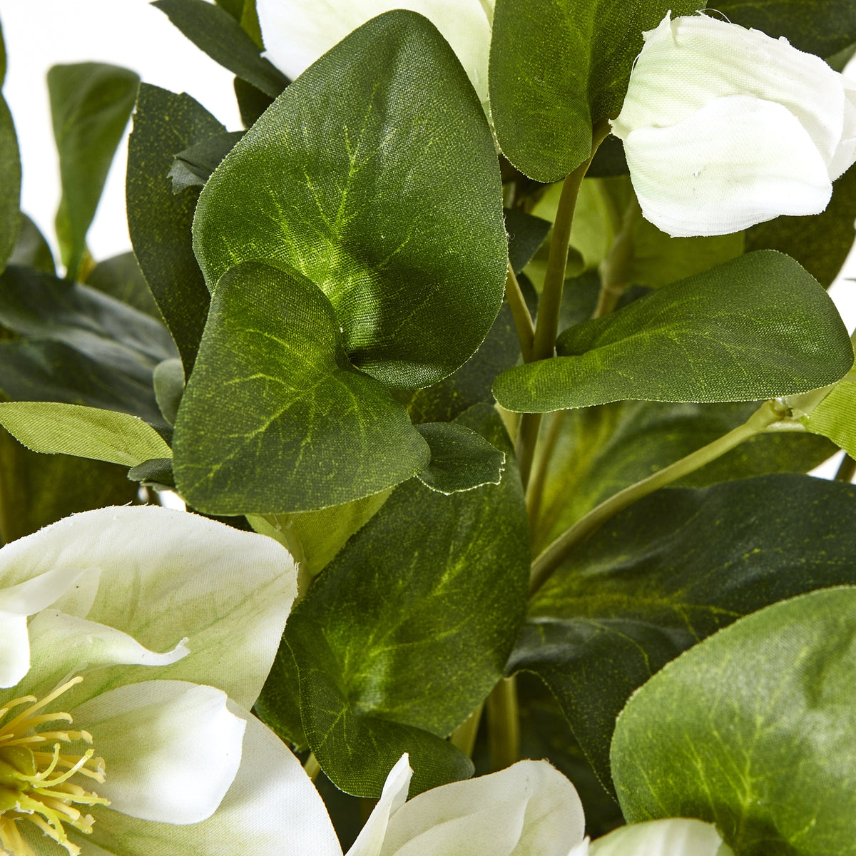 White Hellebore Plant In Grey Pot image 3