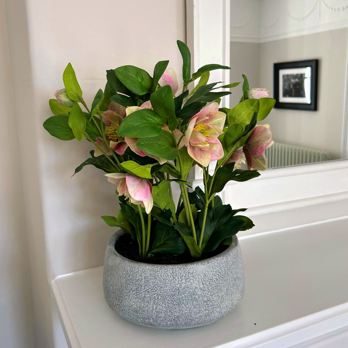 Variegated Pink Hellebore Plant In Grey Pot image 2