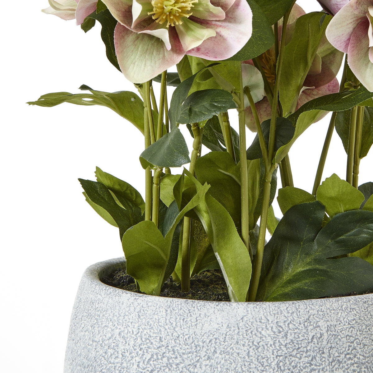 Variegated Pink Hellebore Plant In Grey Pot image 4