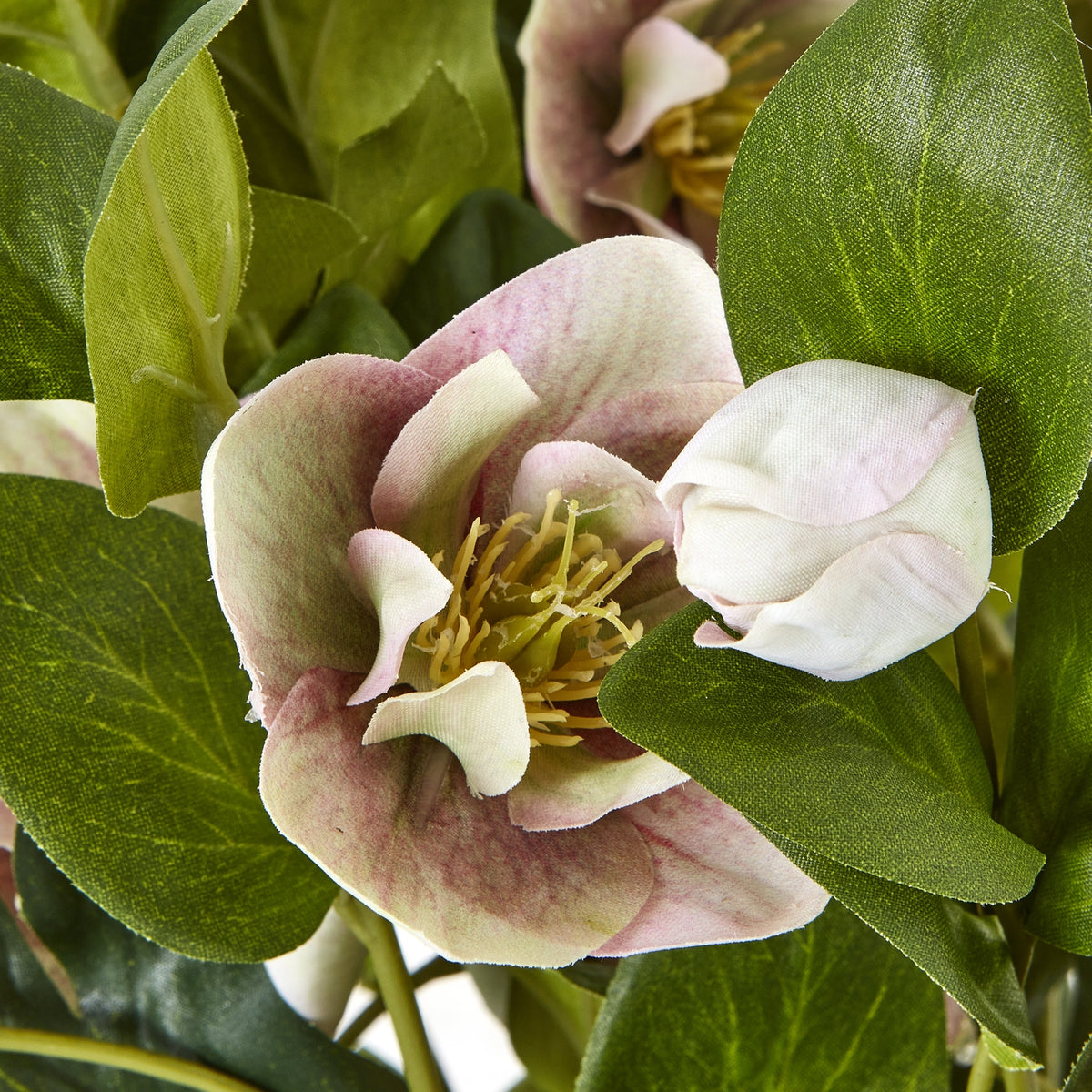 Variegated Pink Hellebore Plant In Grey Pot image 5