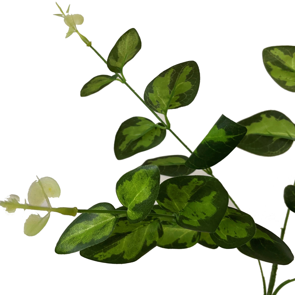 Variegated Leaf Spray image 2
