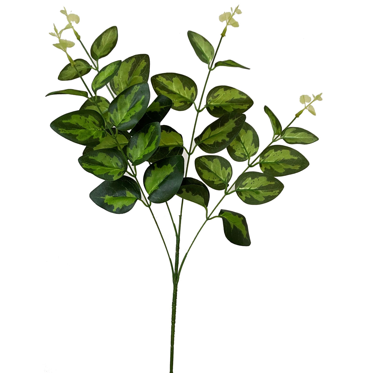 Variegated Leaf Spray image 1