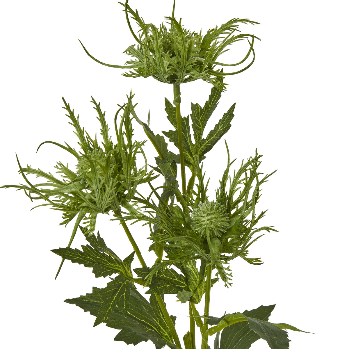 Green Sea Holly Spray image 2