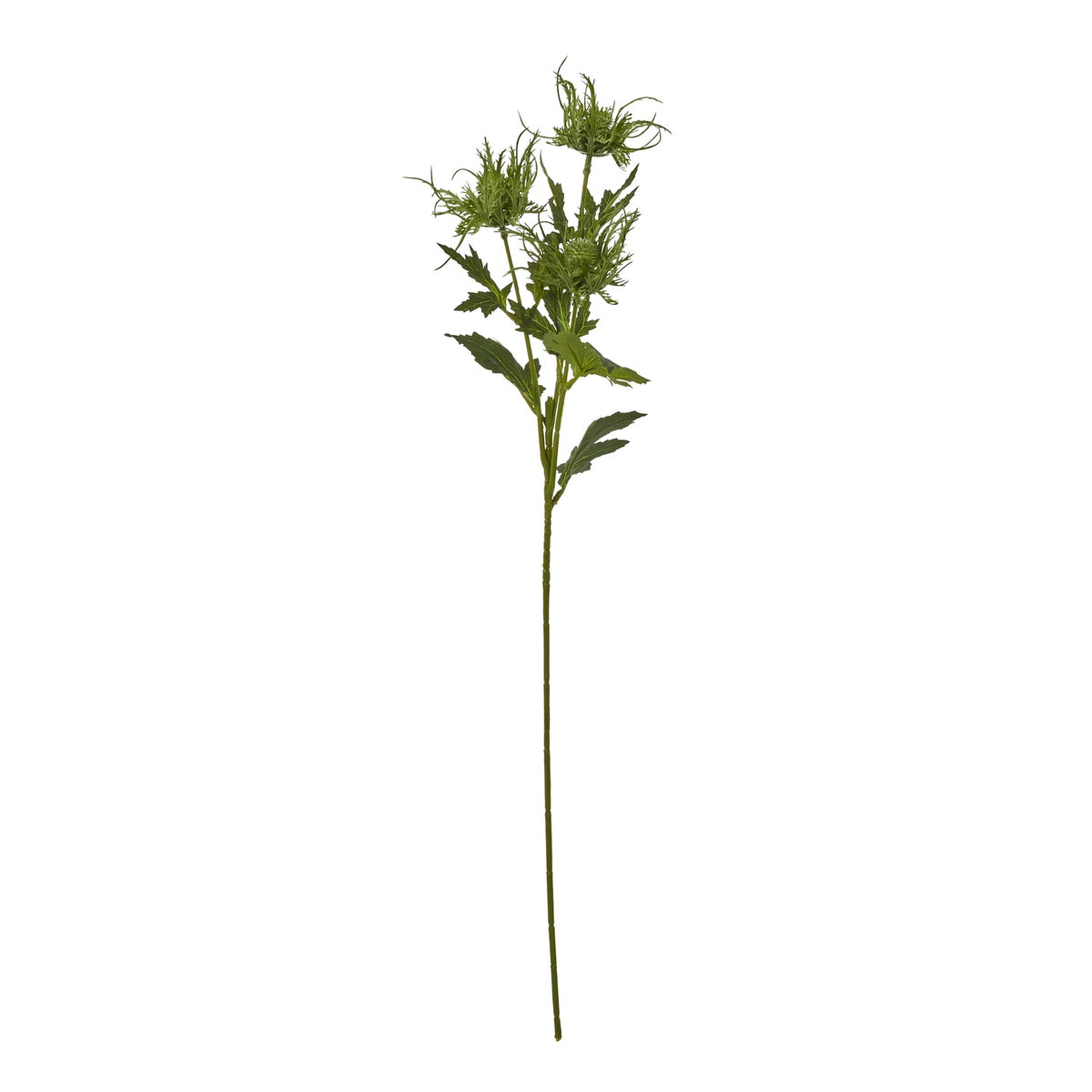 Green Sea Holly Spray image 1