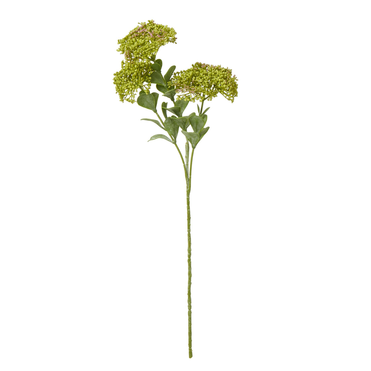 Green Sedum Spray image 1