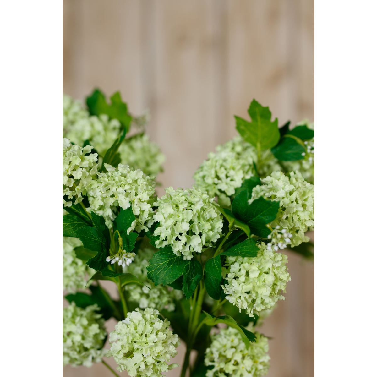 Green Snowball Viburnum Spray image 5