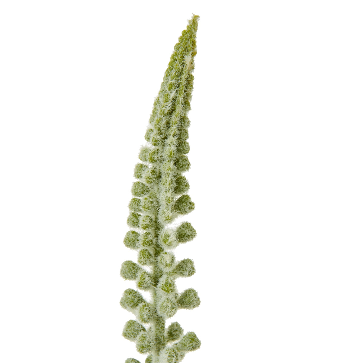 White Eremurus Stem image 2
