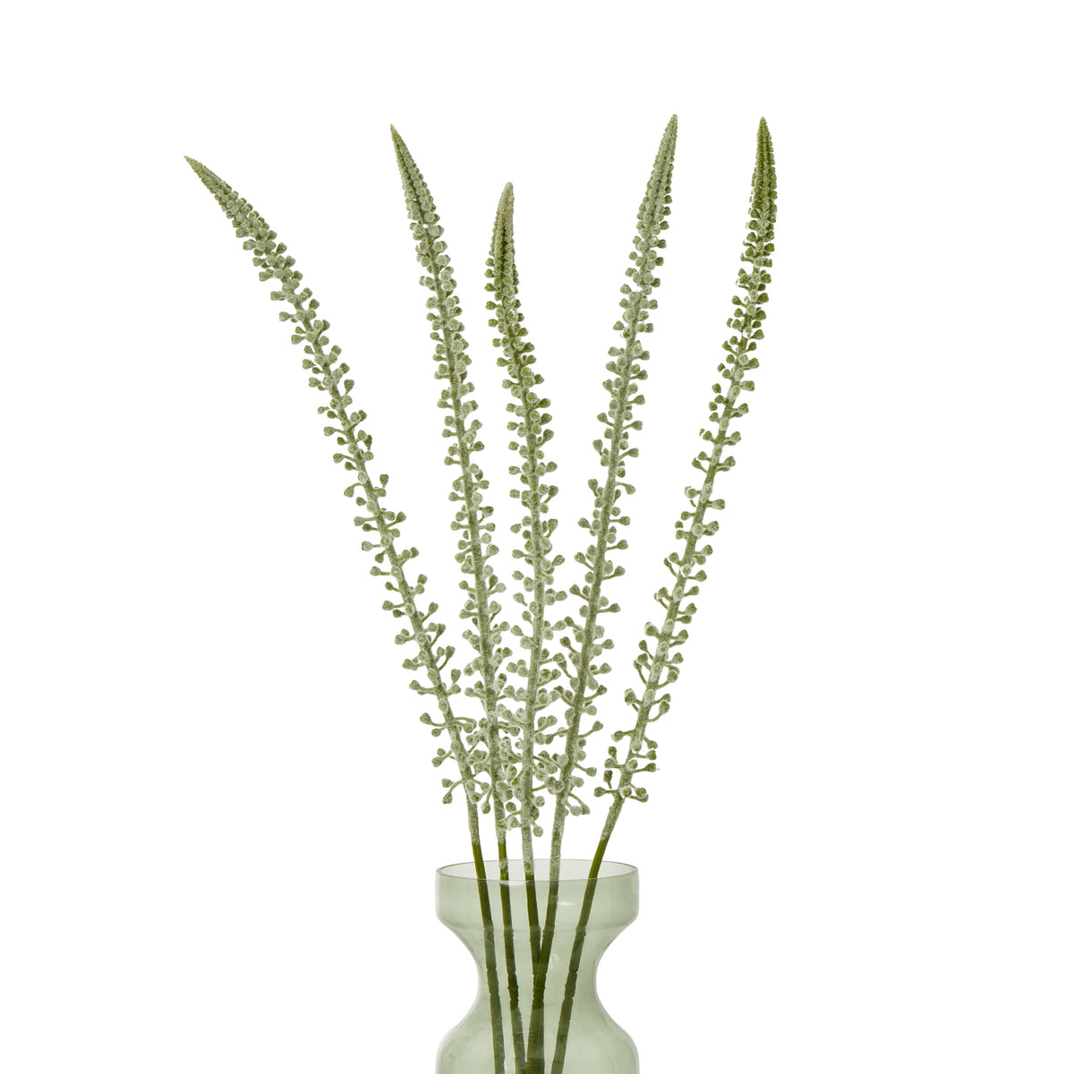 White Eremurus Stem image 3