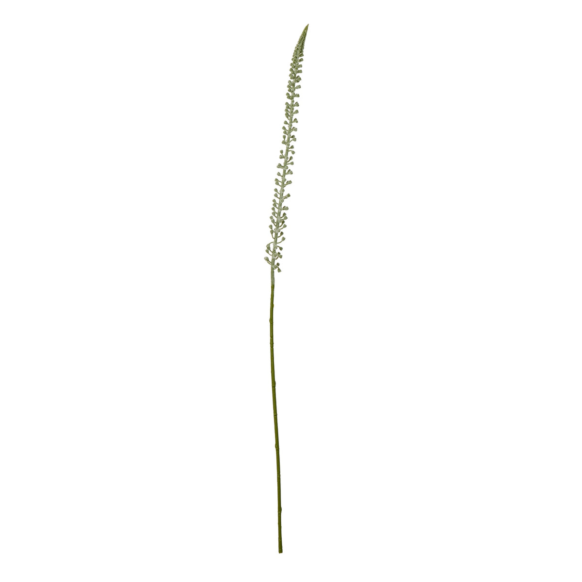White Eremurus Stem image 1