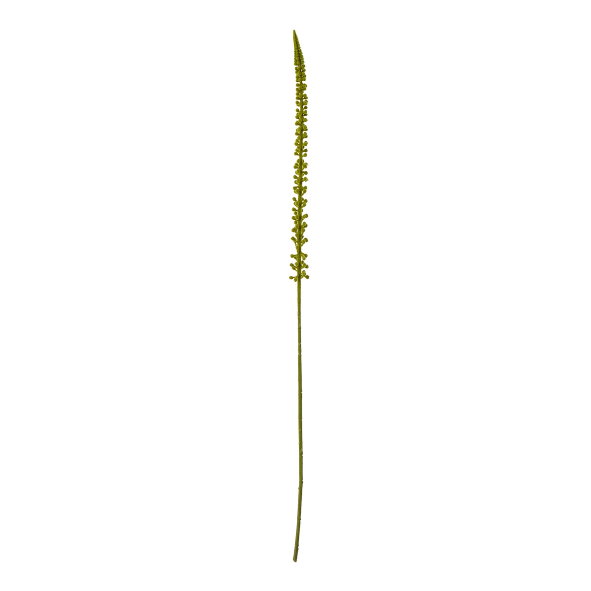 Green Eremurus Stem image 1