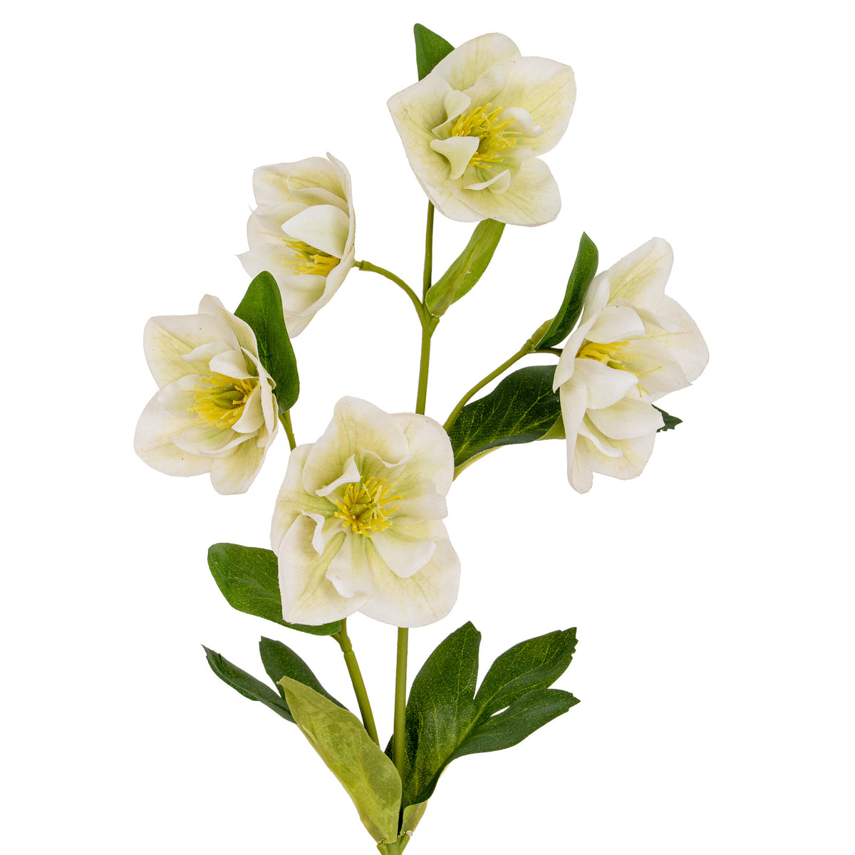 White Hellebore Stem image 2