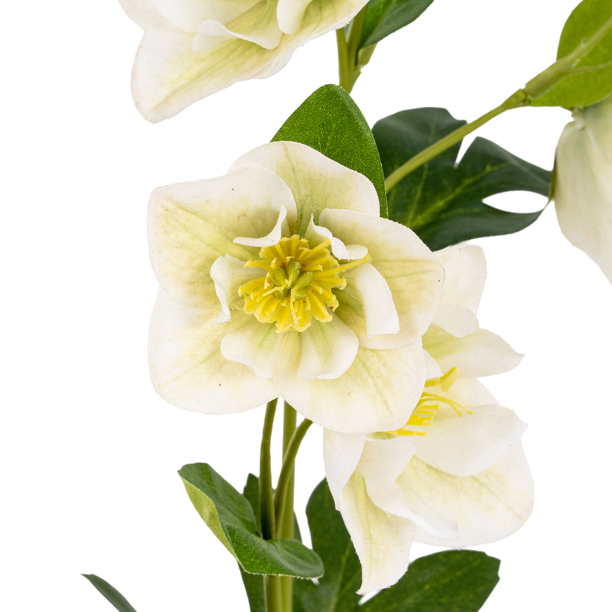White Hellebore Stem image 4
