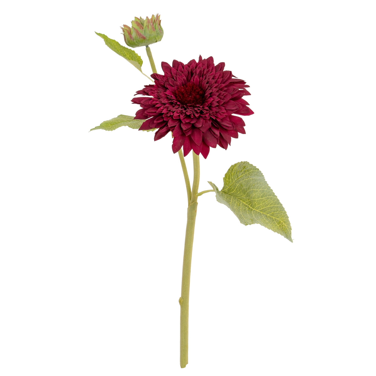 Dahlia Burgundy Raven Stem image 4