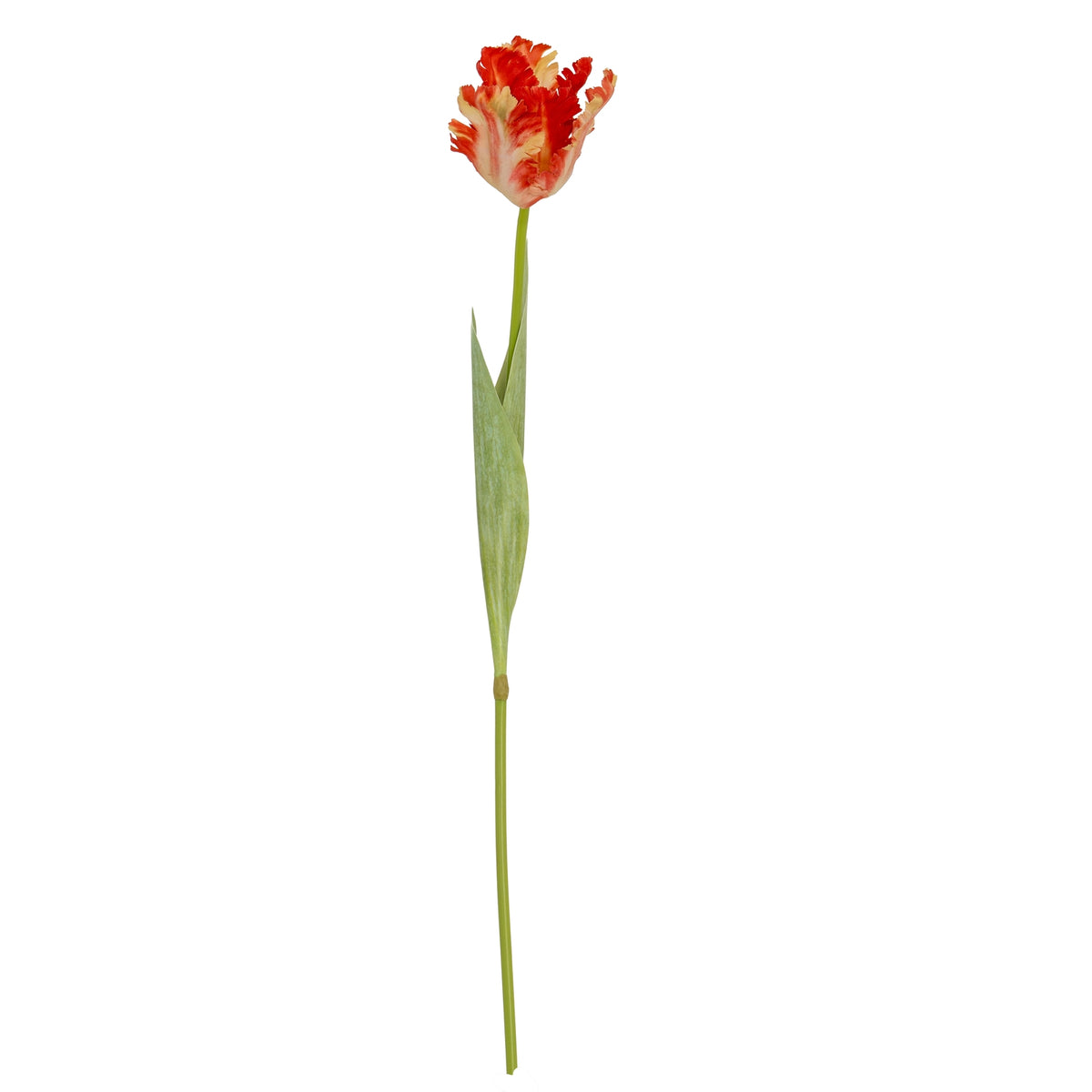 Flame Orange Parrot Tulip image 4