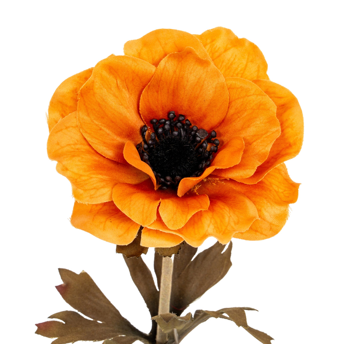 Orange Anemone Stem image 1