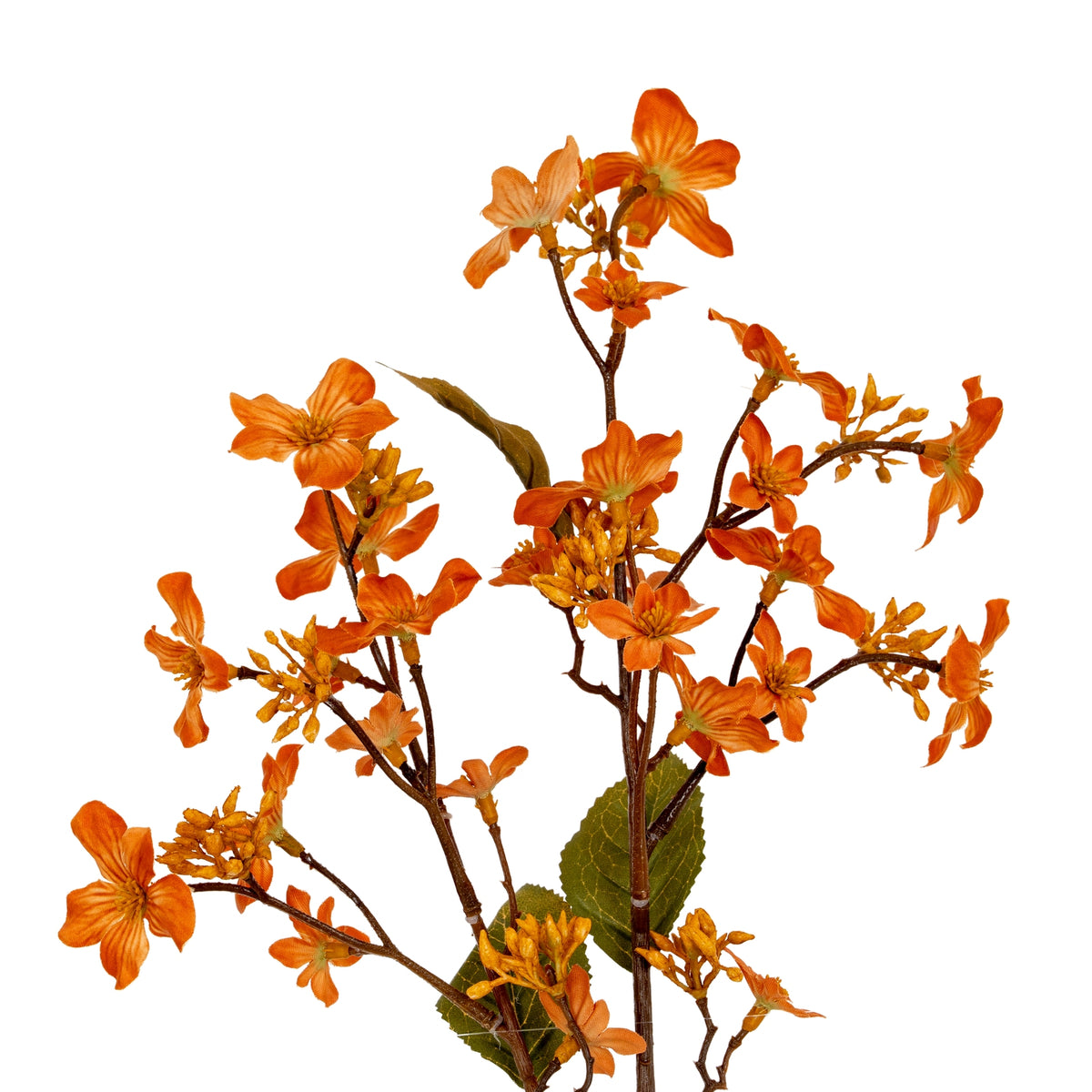 Orange Vernicia Fordii Spray image 1