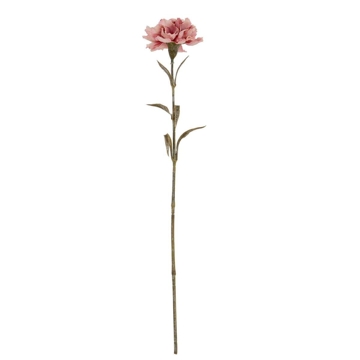 Pink Carnation Stem image 2