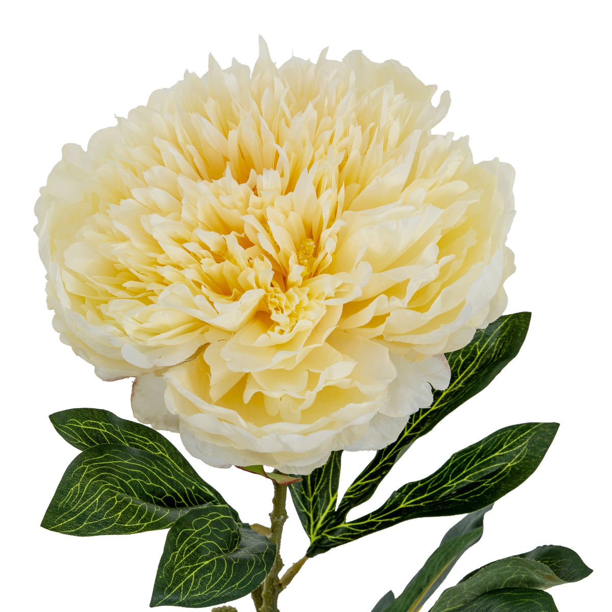 Large Buttermilk Double Peony Stem image 3
