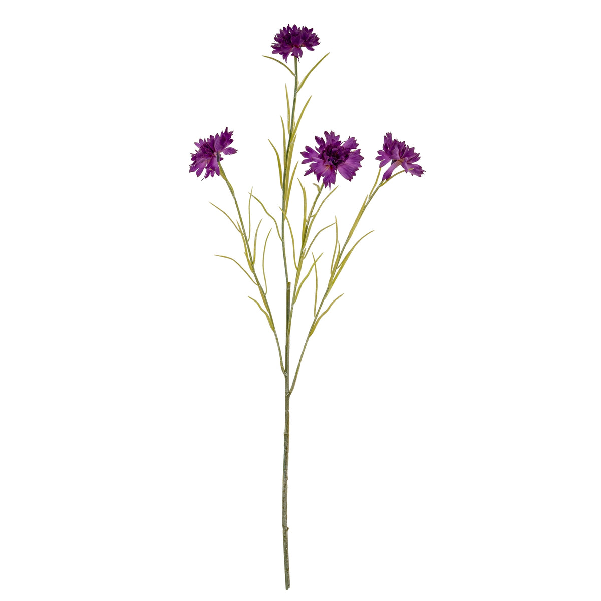 Purple Cornflower Stem image 2