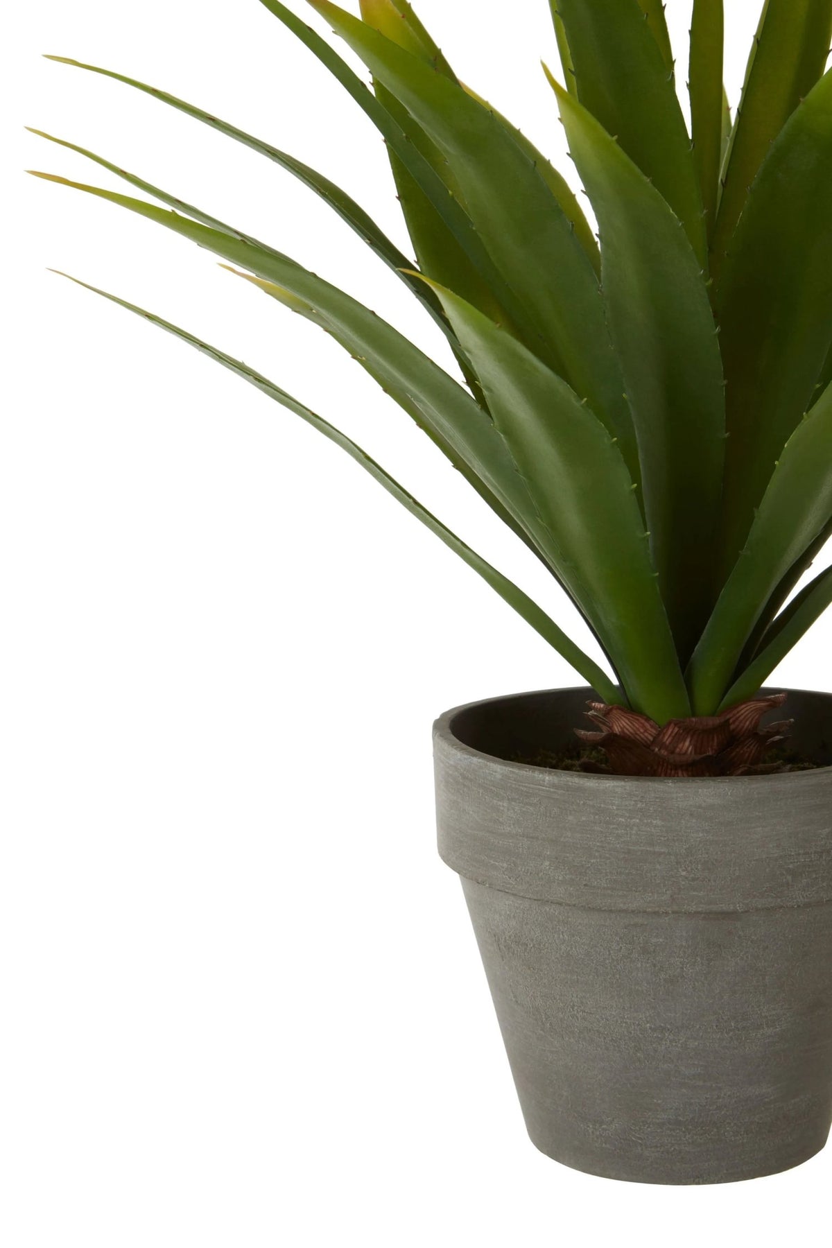 Caorle Agave Succulent Grey Pot