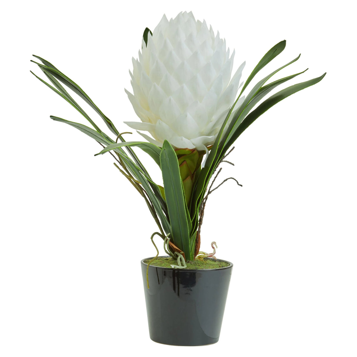 Mantova White Tropical Plant Black Pot