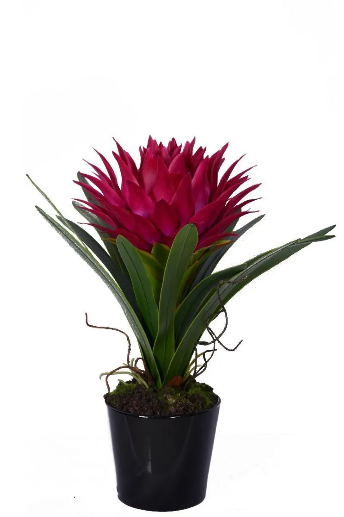 Ostiglia Pink Tropical Plant Black Ceramic Pot