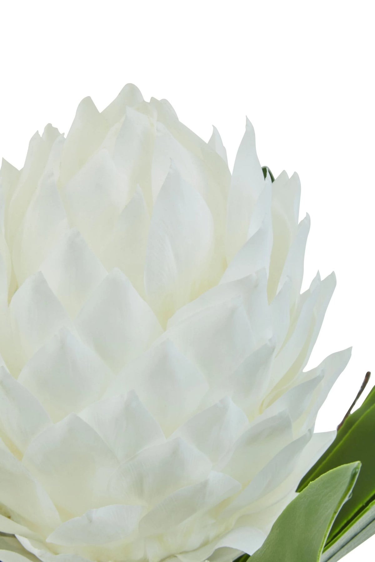 Mantova White Tropical Plant Black Pot