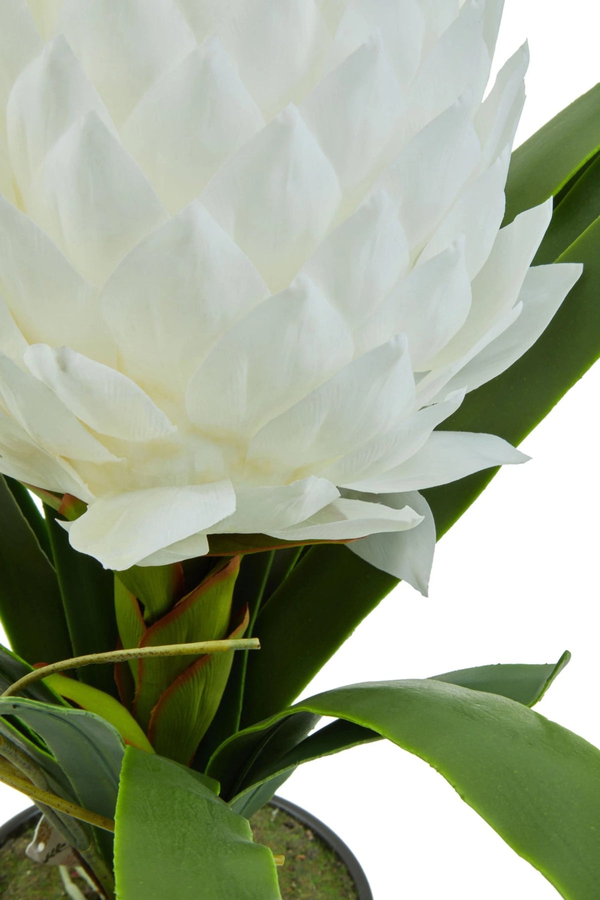 Mantova White Tropical Plant Black Pot