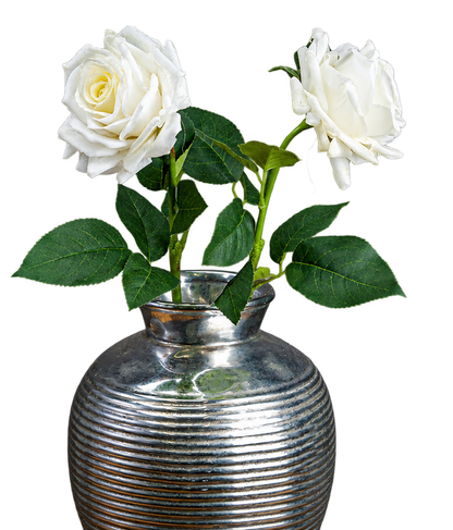 Essex Large White Garden Rose