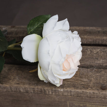 Blush Garden Rose image 3