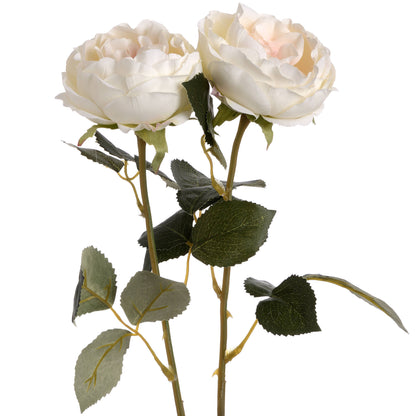 Blush Garden Rose image 4