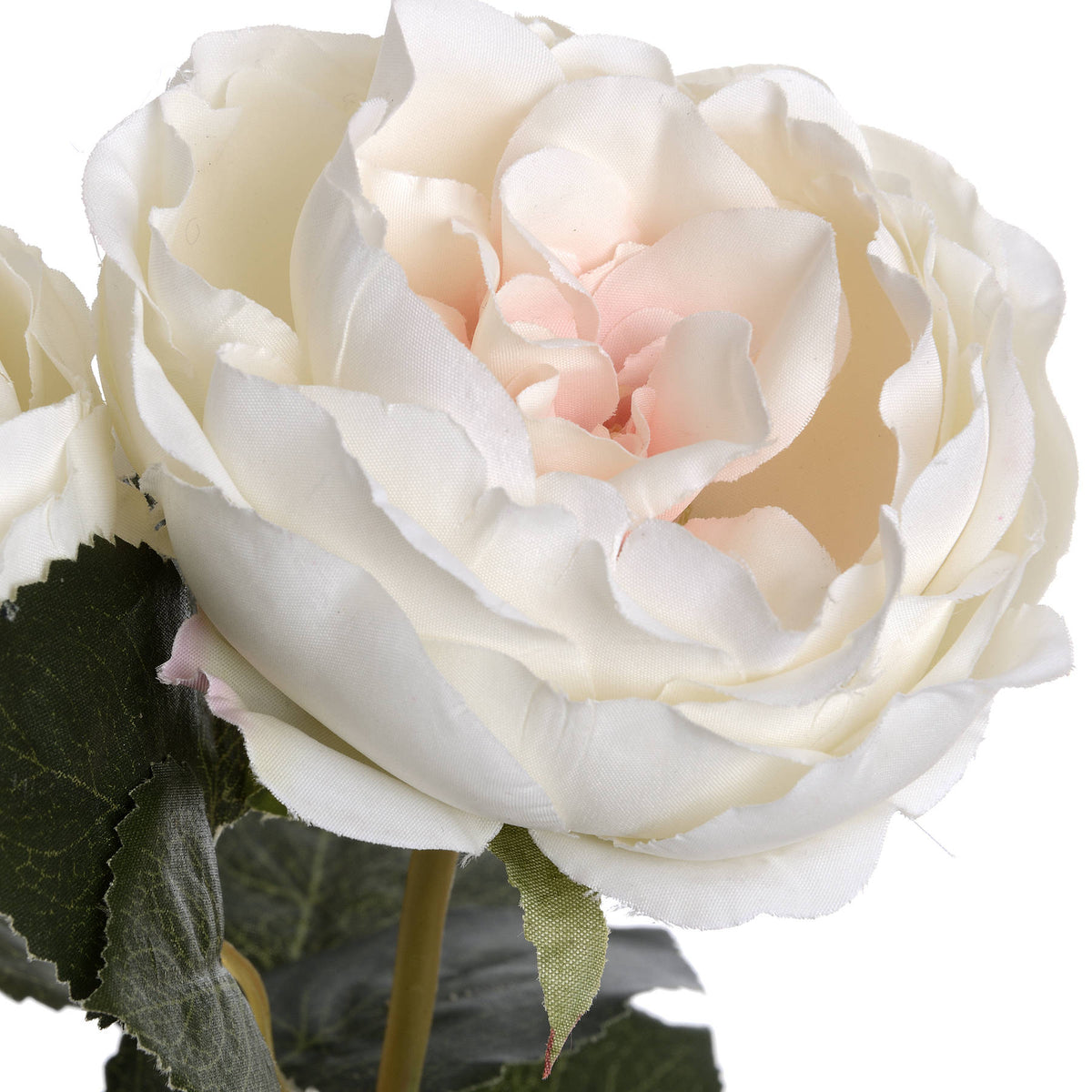 Blush Garden Rose image 5