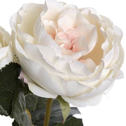 Blush Garden Rose image 5