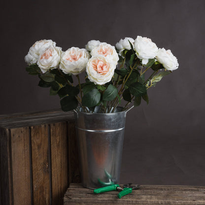 Blush Garden Rose image 1