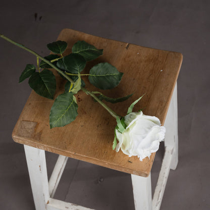 Traditional White Rose image 2