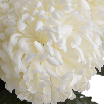 Large White Chrysanthemum image 5