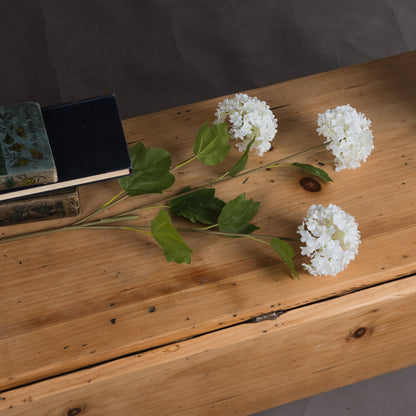 Viburnum Opulus image 2