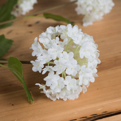 Viburnum Opulus image 3